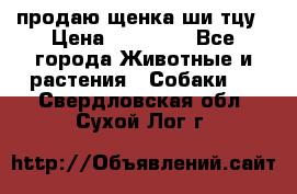 продаю щенка ши-тцу › Цена ­ 10 000 - Все города Животные и растения » Собаки   . Свердловская обл.,Сухой Лог г.